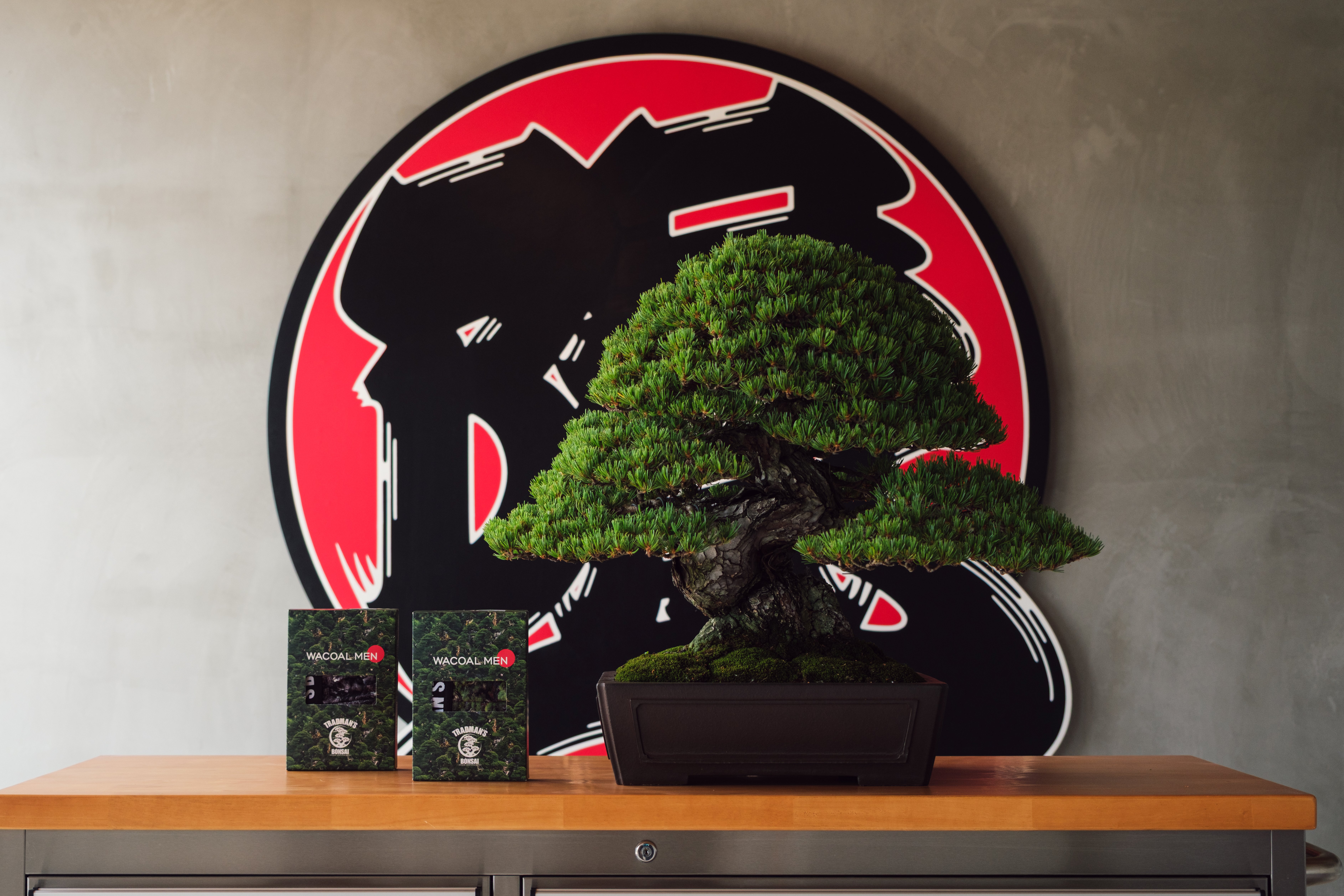 bonsai (2).jpg