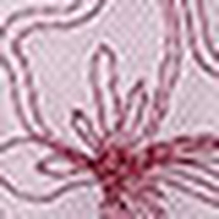 ショーツ, , swatch