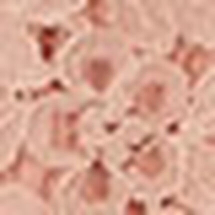 レースフレンチスリーブブラウス, , swatch