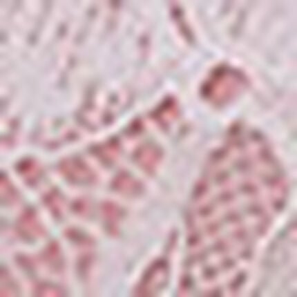 ブラジャー, , swatch