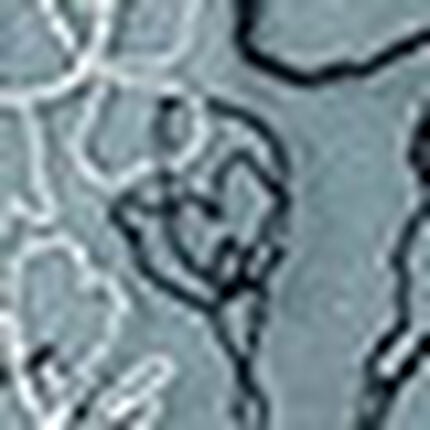 Ｔバックショーツ, , swatch