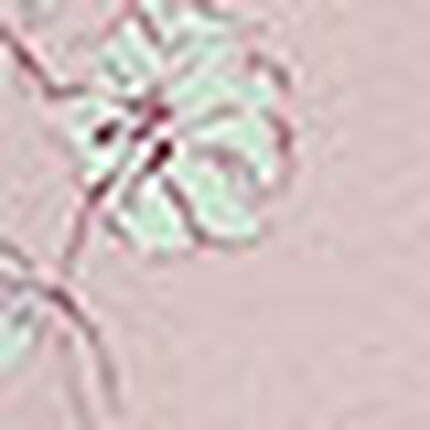 トップス, , swatch