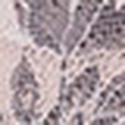 ブラジャー, , swatch