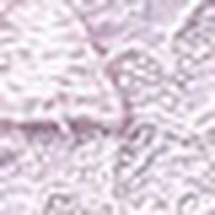 Ｔバックショーツ, , swatch