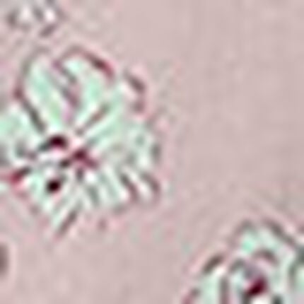 トップス, , swatch