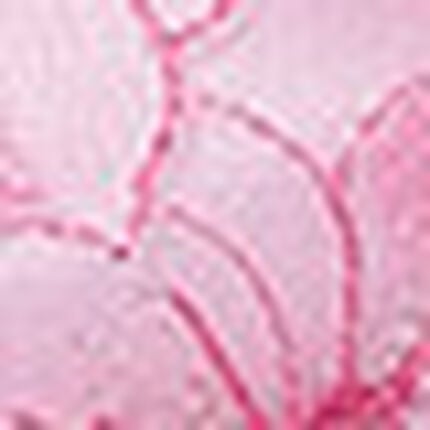 ショーツ, , swatch