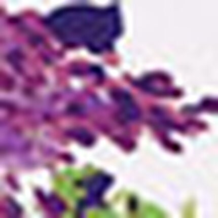 ボーイレングスショーツ, , swatch