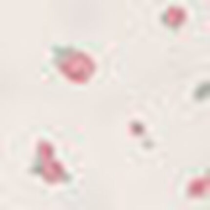 レギンス, , swatch