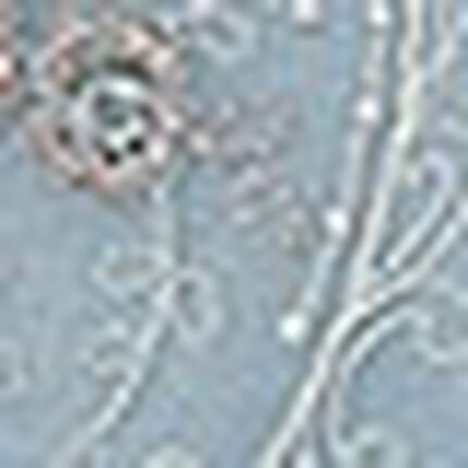 Ｔバックショーツ, , swatch