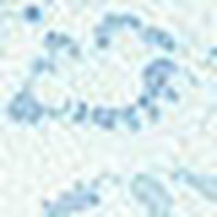 ノンワイヤーブラ, , swatch
