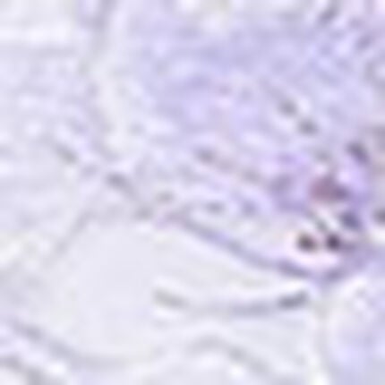 Ｔバックショーツ, , swatch