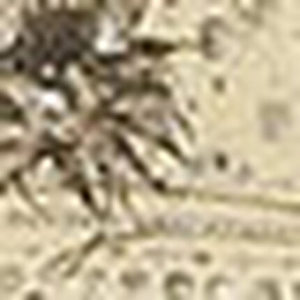 ショーツ, , swatch