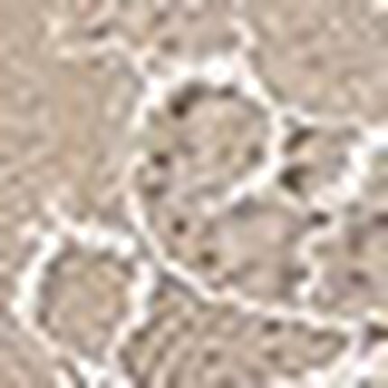 ショーツ, , swatch