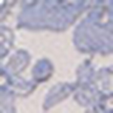 ブラジャー, , swatch