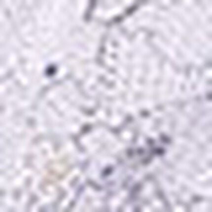 Ｔバックショーツ, , swatch