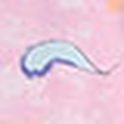 パジャマ, , swatch