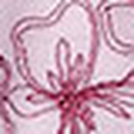 Ｔバックショーツ, , swatch