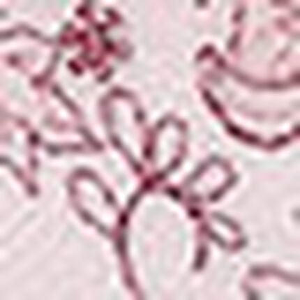 ワイヤーブラ（３／４カップ）, , swatch