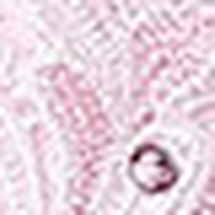 フルカップブラ, , swatch