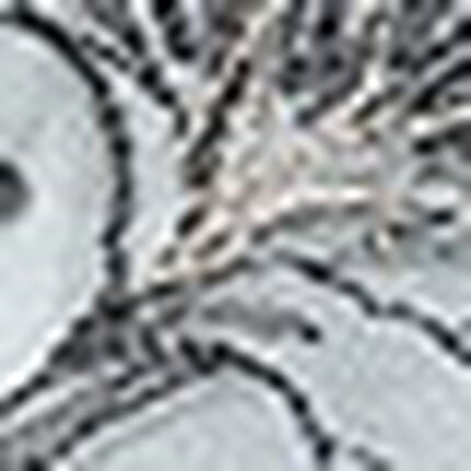 Ｔバックショーツ, , swatch