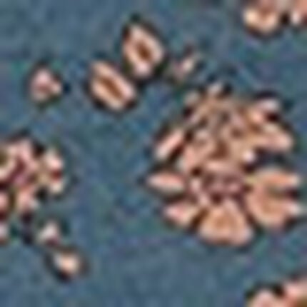 ノンワイヤーブラ, , swatch