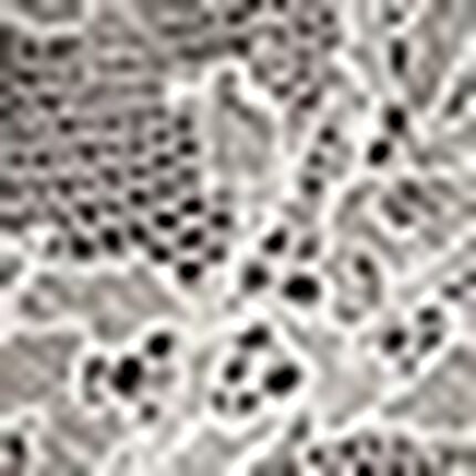 Ｔバックショーツ, , swatch