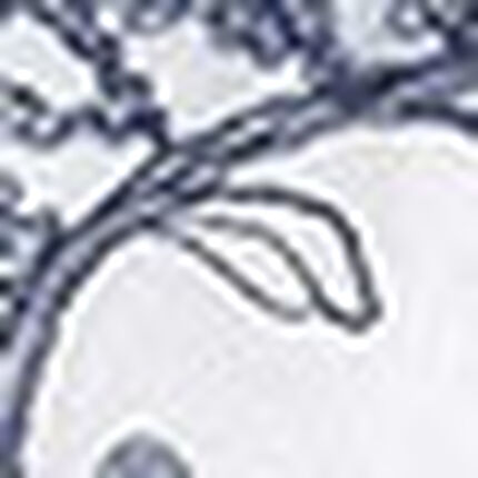 Ｔバックショーツ, , swatch