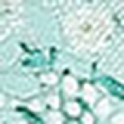 ショーツ, , swatch