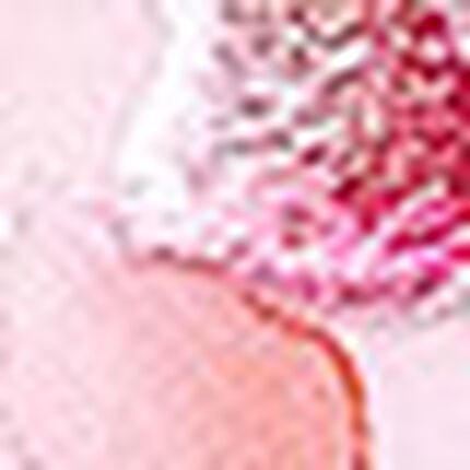 Ｔバックショーツ, , swatch