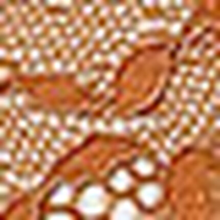 ショーツ, , swatch