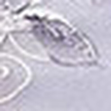 ショーツ, , swatch