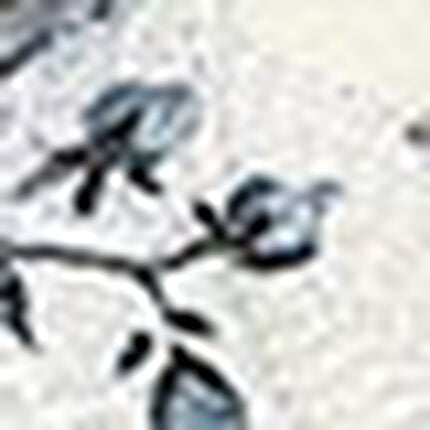 ショーツ, , swatch