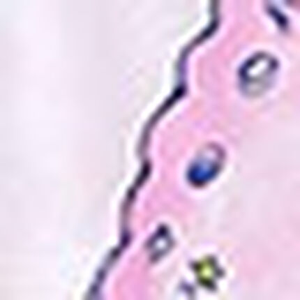 ワンピース, , swatch