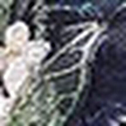 レディスショーツ, , swatch