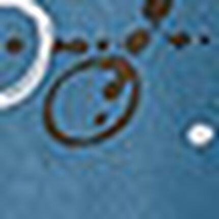 接触冷感プリントＴシャツ, , swatch