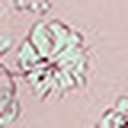 ボトムス, , swatch