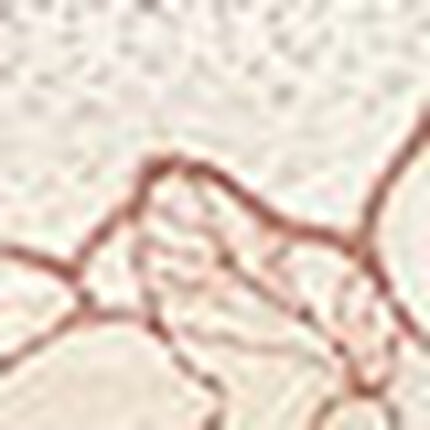 Ｔバックショーツ, , swatch