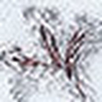 ショーツ, , swatch