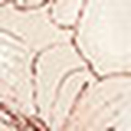 ショーツ, , swatch