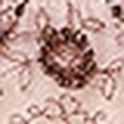 サニタリーショーツ, , swatch