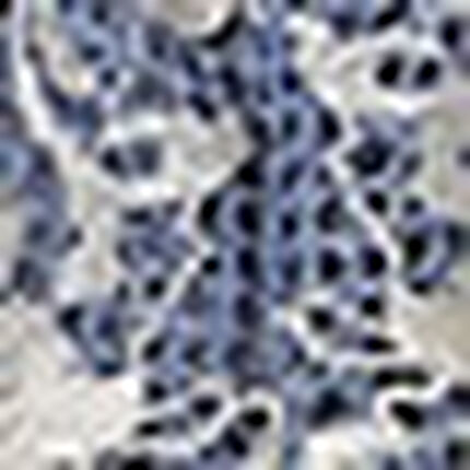 ショーツ, , swatch