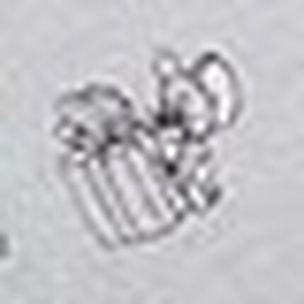 ノンワイヤーブラ, , swatch