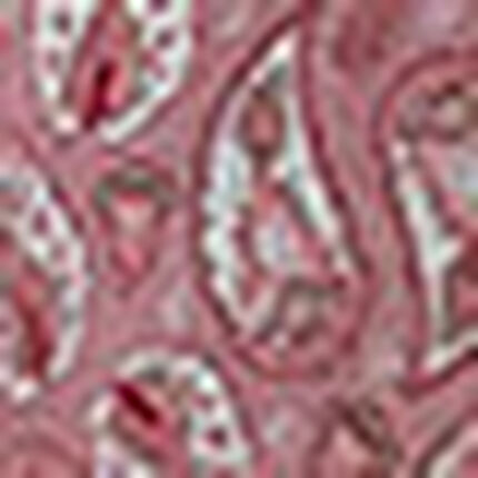 ペイズリー柄ブラウザー, , swatch