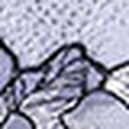 Ｔバックショーツ, , swatch