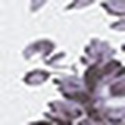 ショーツ, , swatch