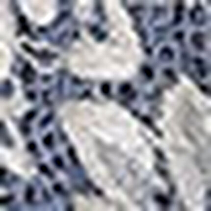 Ｔバックショーツ, , swatch