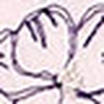 ３／４カップブラ（ノンワイヤーブラ）, , swatch