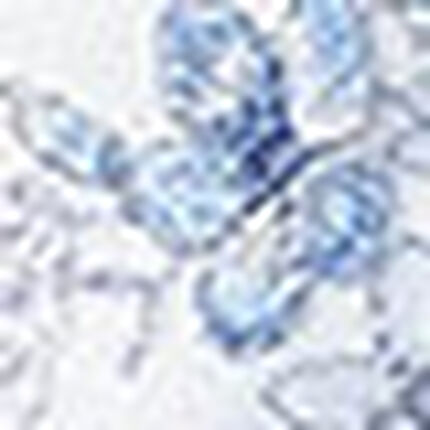 Ｔバックショーツ, , swatch