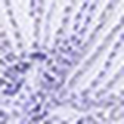 ショーツ, , swatch