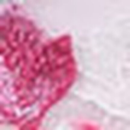 ボーイレングスショーツ, , swatch